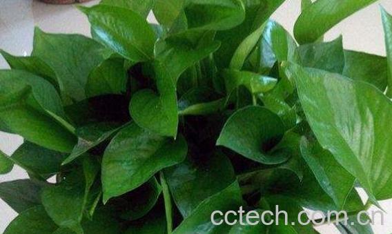 绿萝叶子发黄怎样救治 如何让绿萝叶子变油绿-1