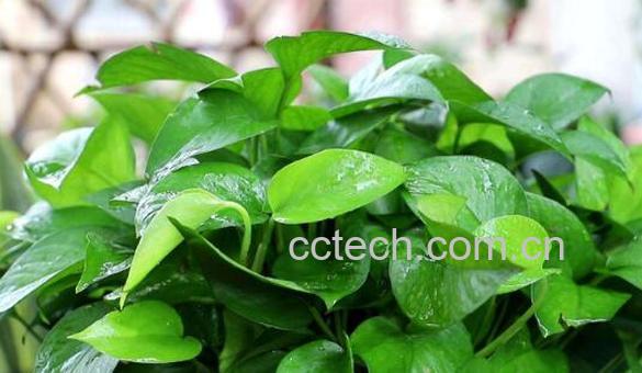 绿萝叶子发黄怎样救治 如何让绿萝叶子变油绿-0