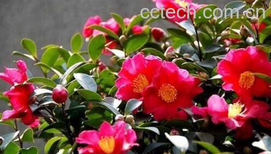 茶梅的养殖方法和修剪-0