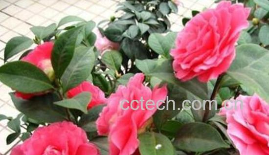 茶梅的养殖方法和修剪-1