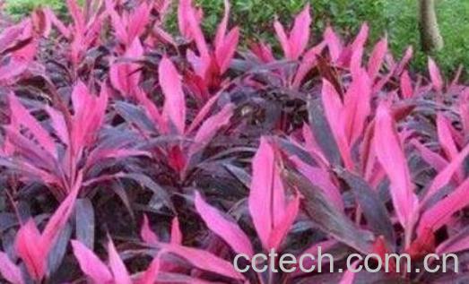 红色朱蕉如何快速生根 红叶朱蕉如何修剪-0