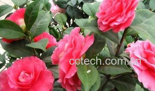 茶梅的养殖方法及注意事项-1