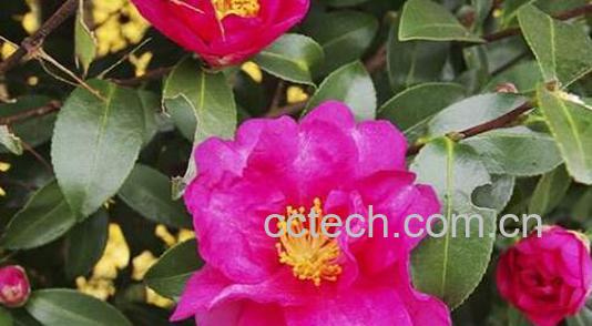 茶梅的养殖方法及注意事项-0