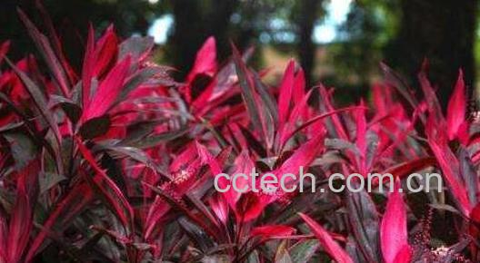 红色朱蕉如何快速生根 红叶朱蕉如何修剪-1