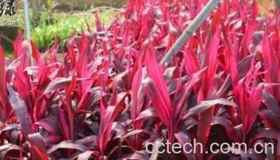 朱蕉的养殖方法和注意事项-0