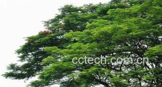 南洋楹和凤凰木的区别-1