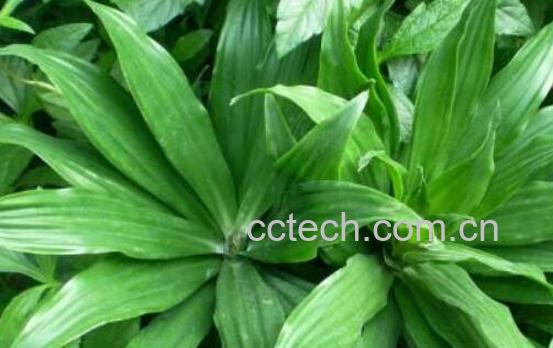 朱蕉的养殖方法和注意事项-1