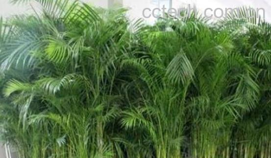 散尾葵和凤尾竹的区别 散尾葵和凤尾竹有什么不同-0