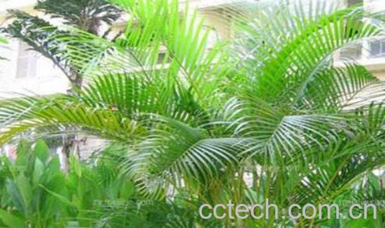 散尾葵的作用与功效-1