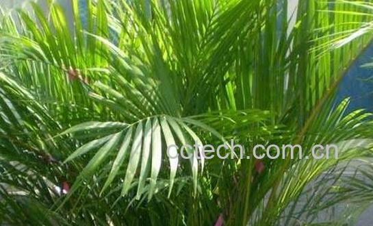 散尾葵的养殖方法和注意事项-1