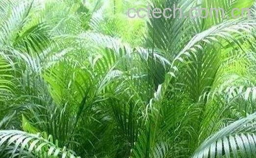 散尾葵的养殖方法和注意事项-0