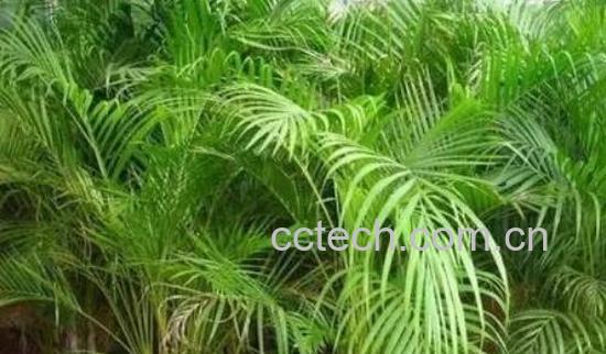 散尾葵怎么快速长高 怎样判断散尾葵缺水-1