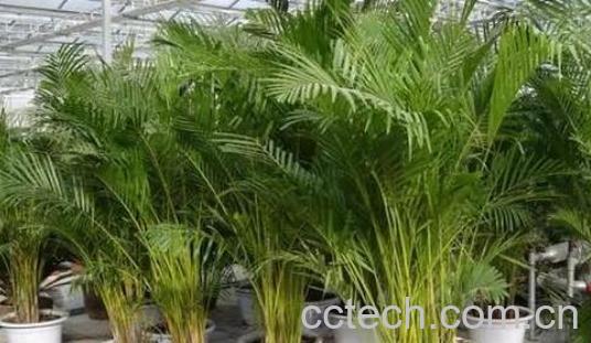 散尾葵怎么快速长高 怎样判断散尾葵缺水-0