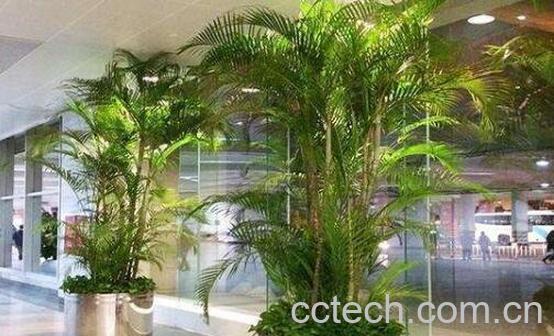 最耐阴的十大室内植物-0