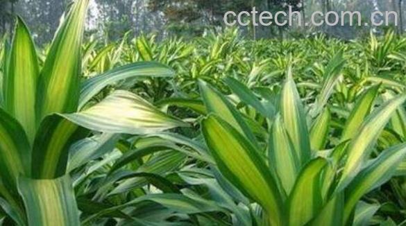 最耐阴的十大室内植物-1