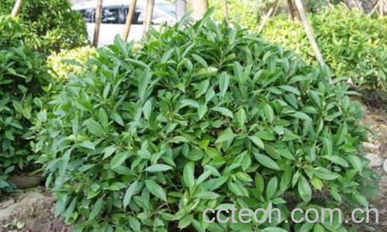 非洲茉莉对人有啥好处 非洲茉莉的扦插方法-1