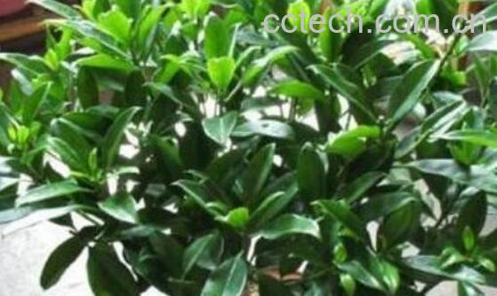 非洲茉莉对人有啥好处 非洲茉莉的扦插方法-0