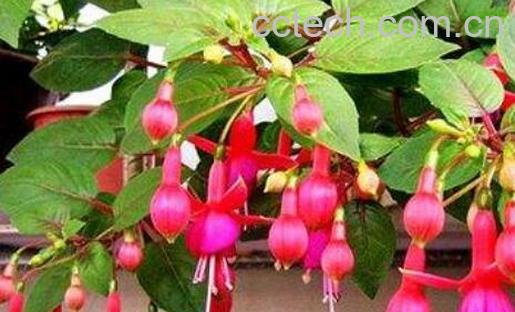 灯笼花的养殖方法和注意事项-0