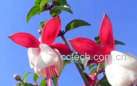 灯笼花的养殖方法和注意事项-1