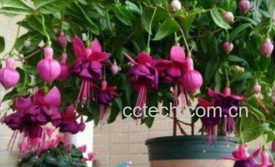 灯笼花的扦插方法和注意事项-0