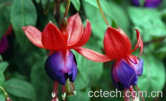 灯笼花的扦插方法和注意事项-1