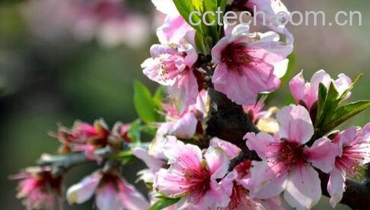 桃花的功效与作用 桃花的禁忌-0