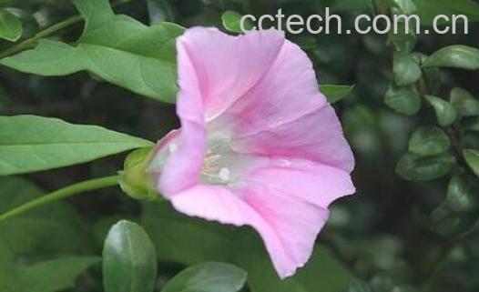 打碗花的功效与作用 -1