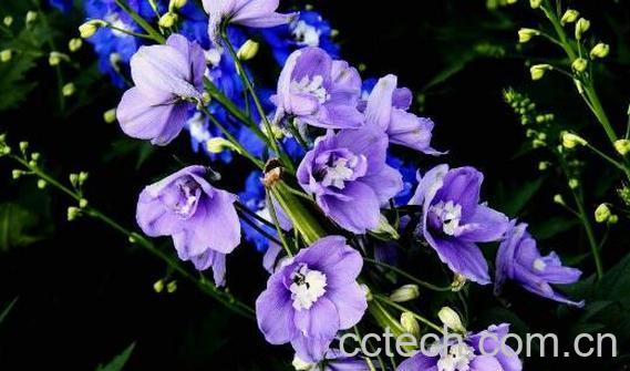 大花飞燕草的功效与作用-0