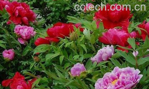 紫芍药花的功效与作用-0