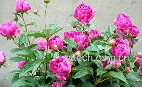 紫芍药花的功效与作用-1