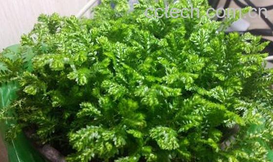 翠云草的功效与作用 翠云草的禁忌-0