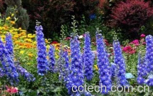 大花飞燕草的功效与作用-1