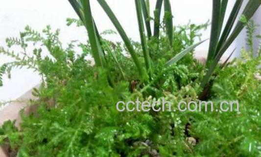 翠云草的功效与作用 翠云草的禁忌-1