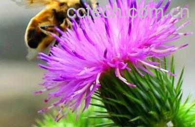  紫色蒲公英的功效与作用 -0