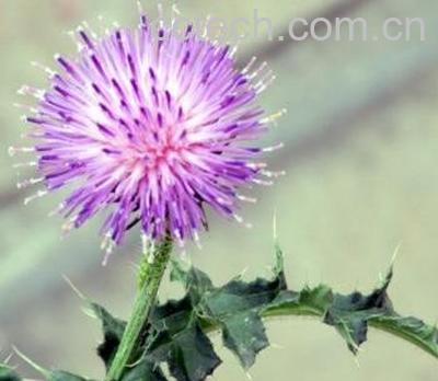  紫色蒲公英的功效与作用 -1