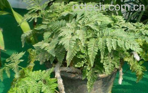 狼尾蕨的功效与作用-0