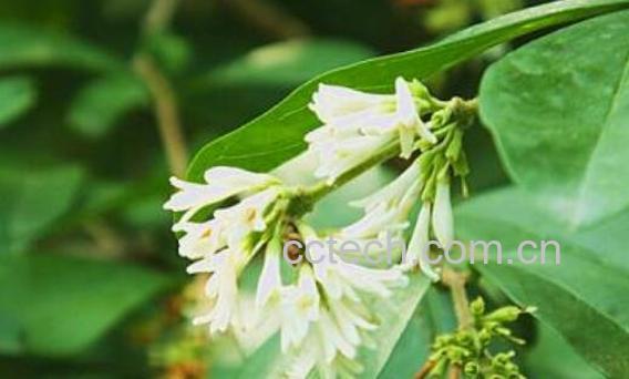 水蜡树的功效与作用-1