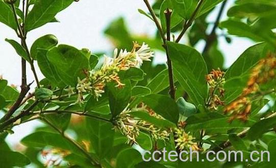 水蜡树的功效与作用-0