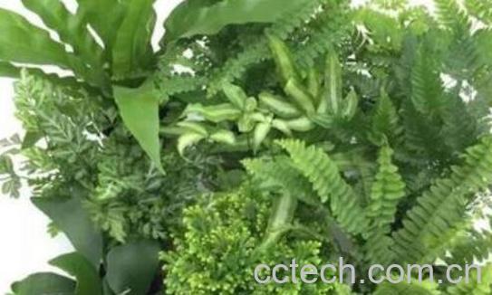 狼尾蕨的功效与作用-1