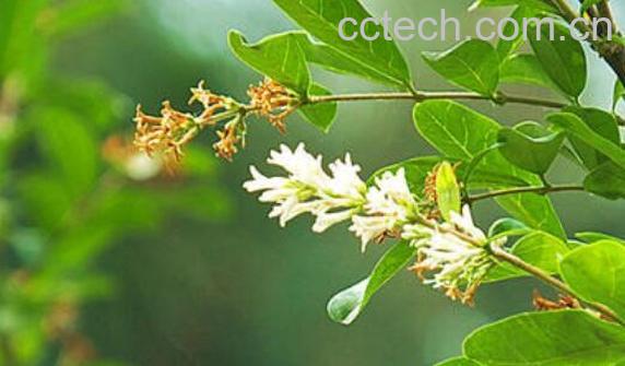 白蜡与对节白蜡的区别-1