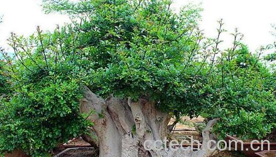 白蜡与对节白蜡的区别-0