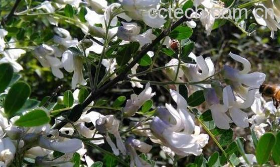 狼牙花的功效与作用-0