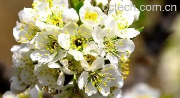 狼牙花的功效与作用-1