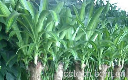 巴西木什么人不能养 巴西木对人有什么好处-1