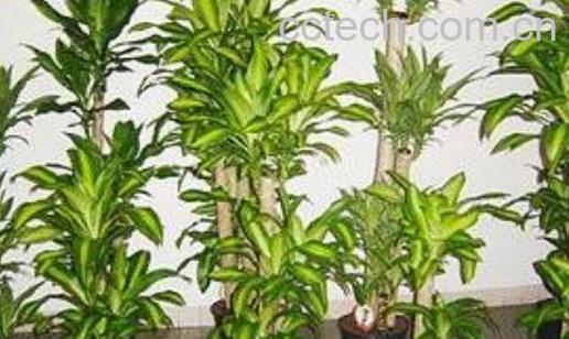 巴西木什么人不能养 巴西木对人有什么好处-0