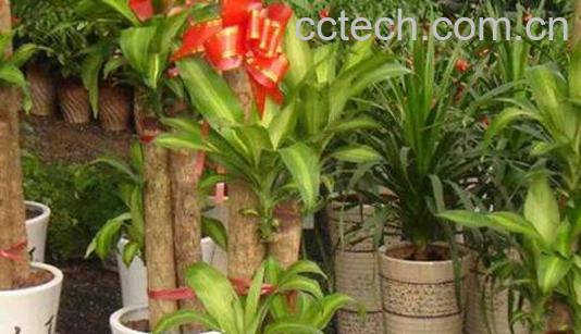 巴西木的药用价值 巴西木摆放禁忌-1