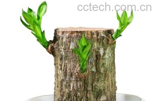 巴西木的药用价值 巴西木摆放禁忌-0