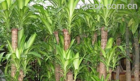 巴西木的功效与作用 巴西木的养殖方法-0