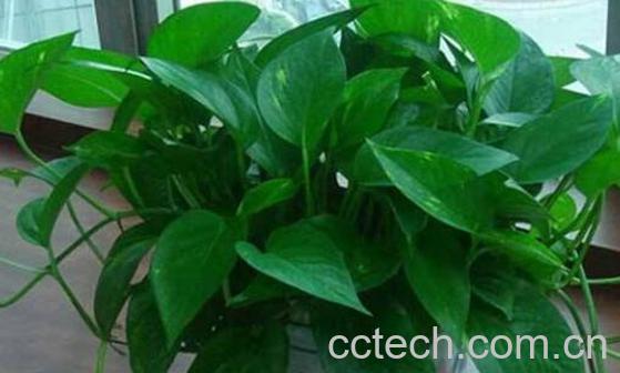 绿萝怎么养才能更旺盛-0