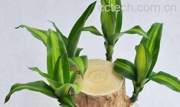 巴西木的功效与作用 巴西木的养殖方法-1